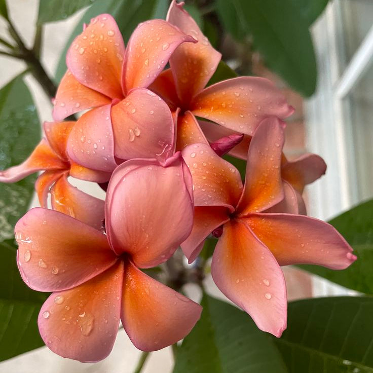 Pink and orange flowers with green leaves in the background