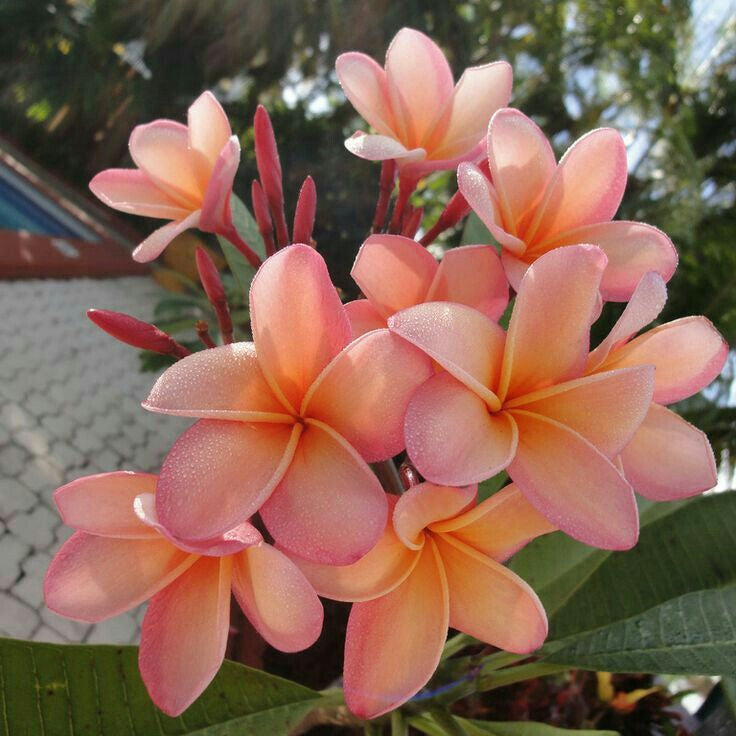Pink and peach frangipani flowers with green leaves against a blurred natural background