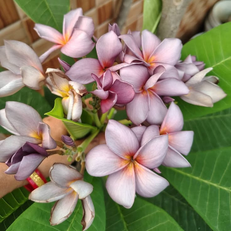 Pink and white flowers with green leaves against a tiled wall background
