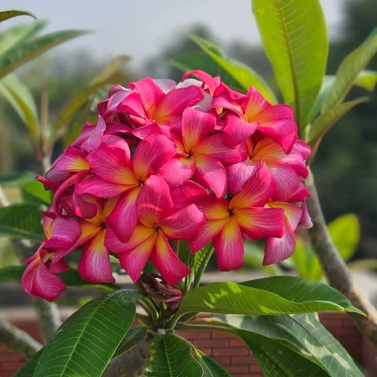 Pink and yellow frangipani flowers with green leaves on a blurred background