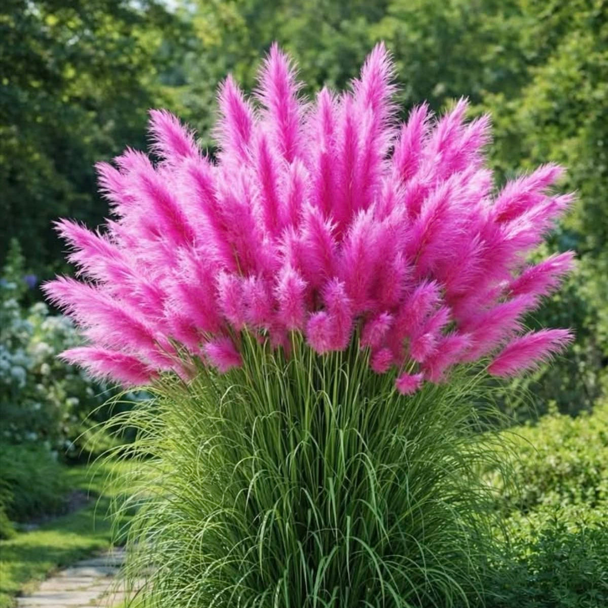 Pink feathered plant in a garden setting with greenery and a pathway.