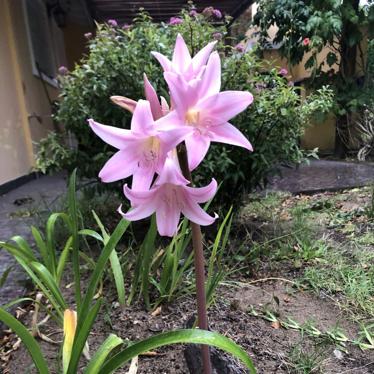 Pink flowers growing in a garden with a wooden fence and greenery in the background.