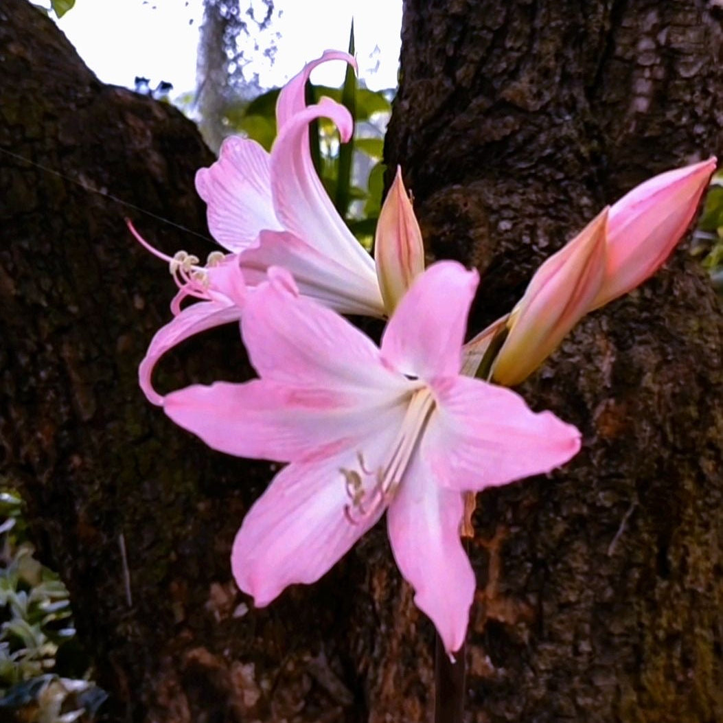 Pink flowers growing on a tree trunk with a blurred background