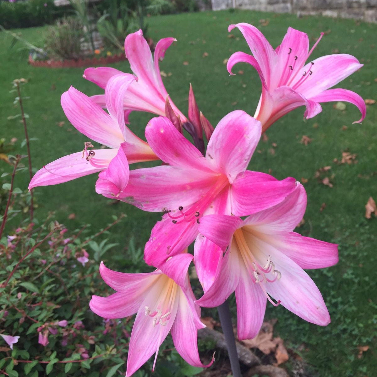 Pink flowers with a garden background