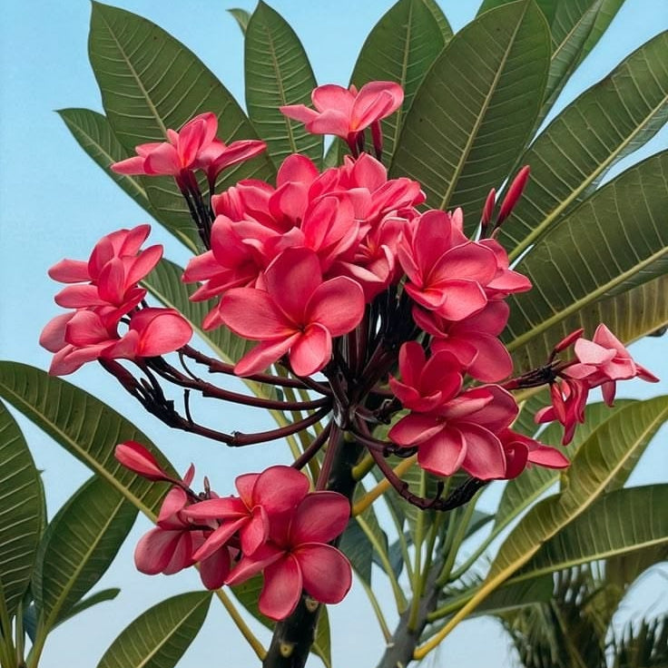 Pink flowers with green leaves against a clear blue sky