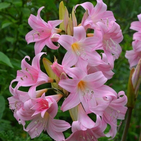 Pink flowers with green leaves in the background