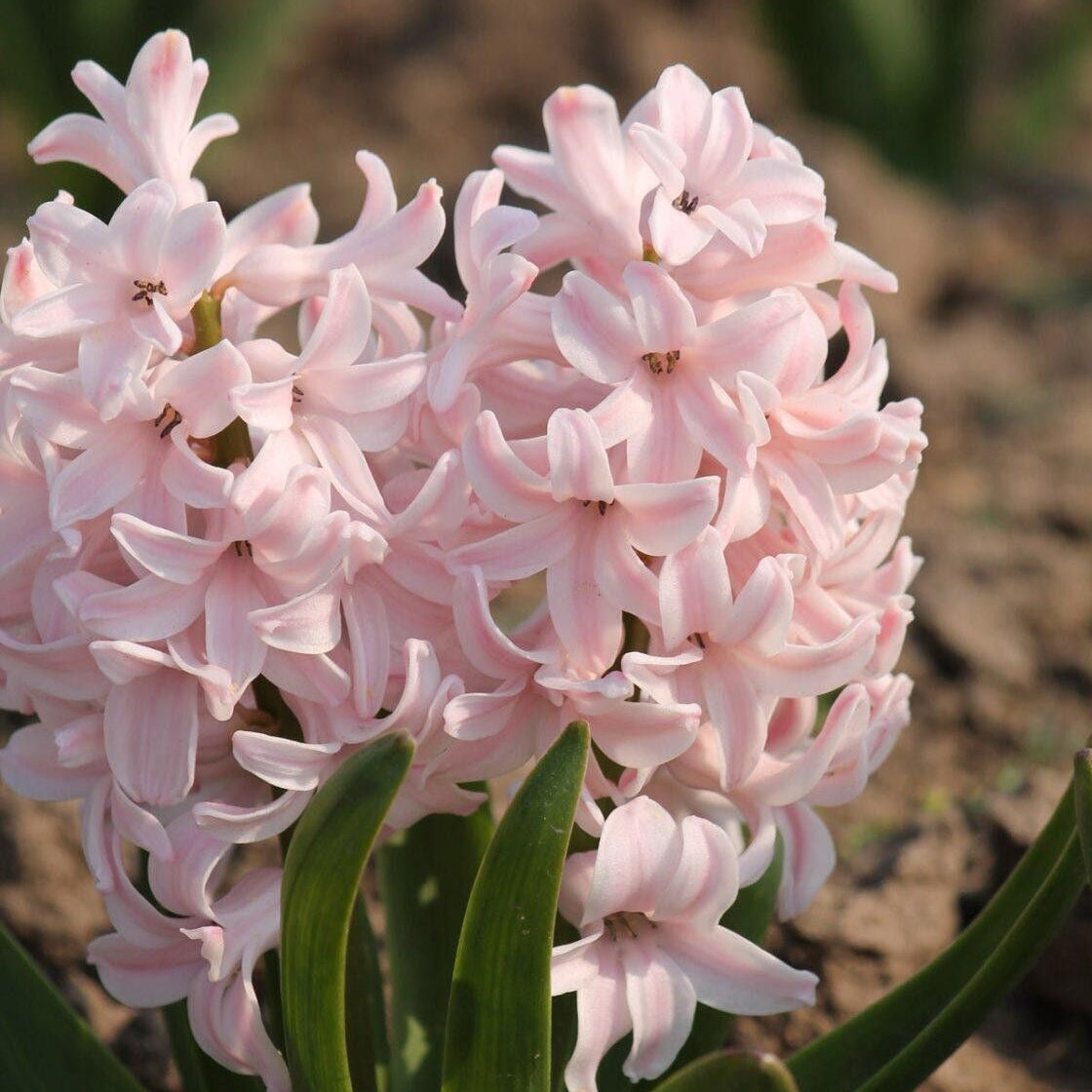 Pink hyacinth flowers with green leaves on a natural background