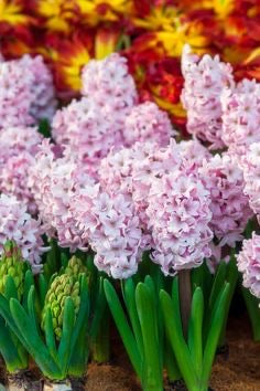 Pink hyacinth flowers with green stems against a blurred multicolored background