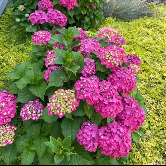 Pink hydrangeas in a garden setting with green grass and plants.