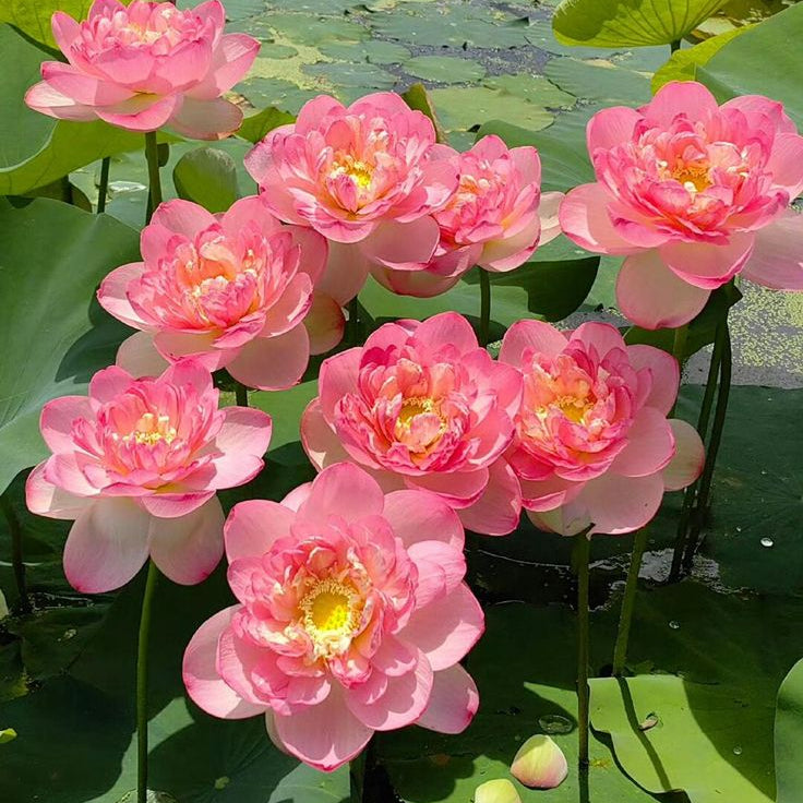 Pink water lilies on a pond with green leaves