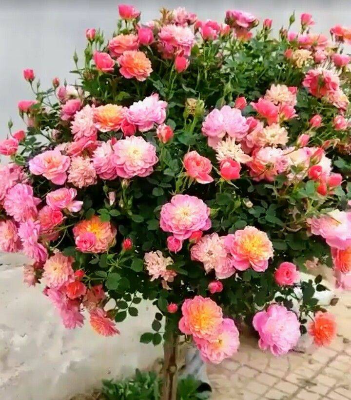 Standing Rose Buy Standing Rose Plant Online India | Premium Flower ...