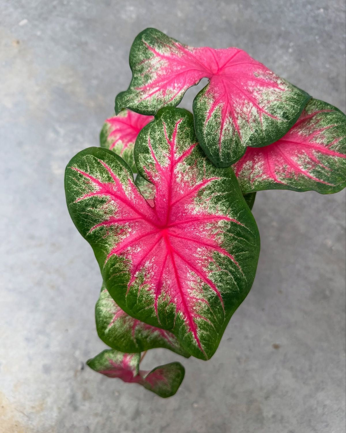 Polka dot plant with pink and green leaves on a gray background