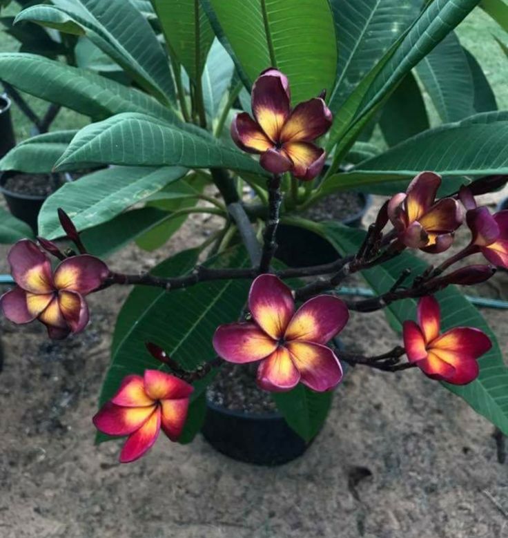 Potted plant with pink and yellow flowers on a blurred background