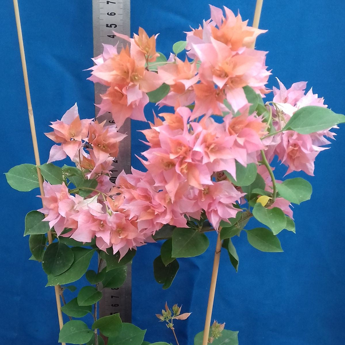 Potted plant with pink flowers against a blue background
