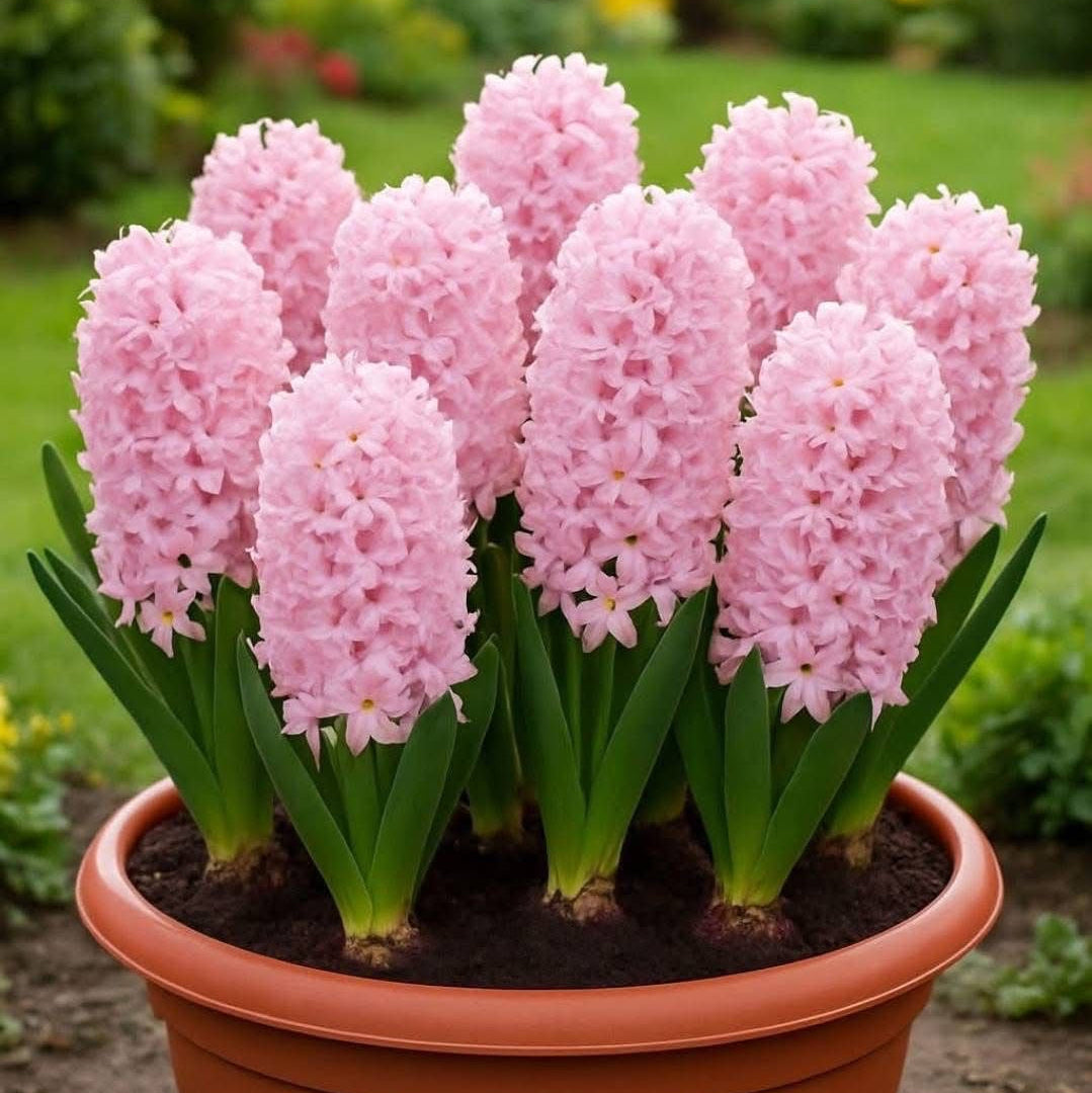 Potted plant with pink flowers in a garden setting