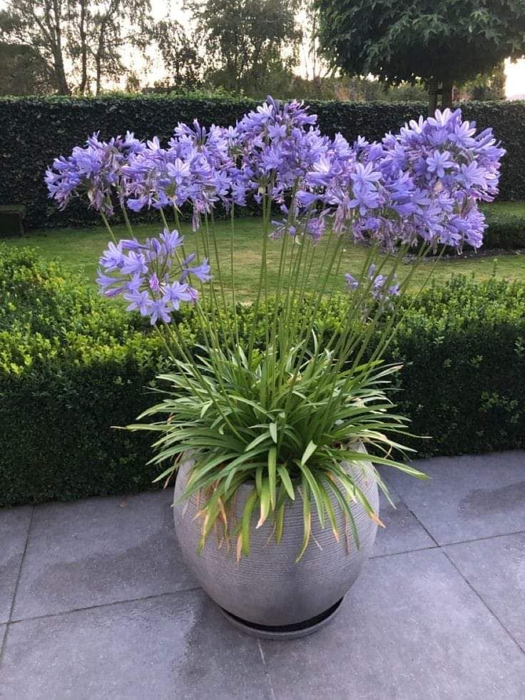 Potted plant with purple flowers in a garden setting