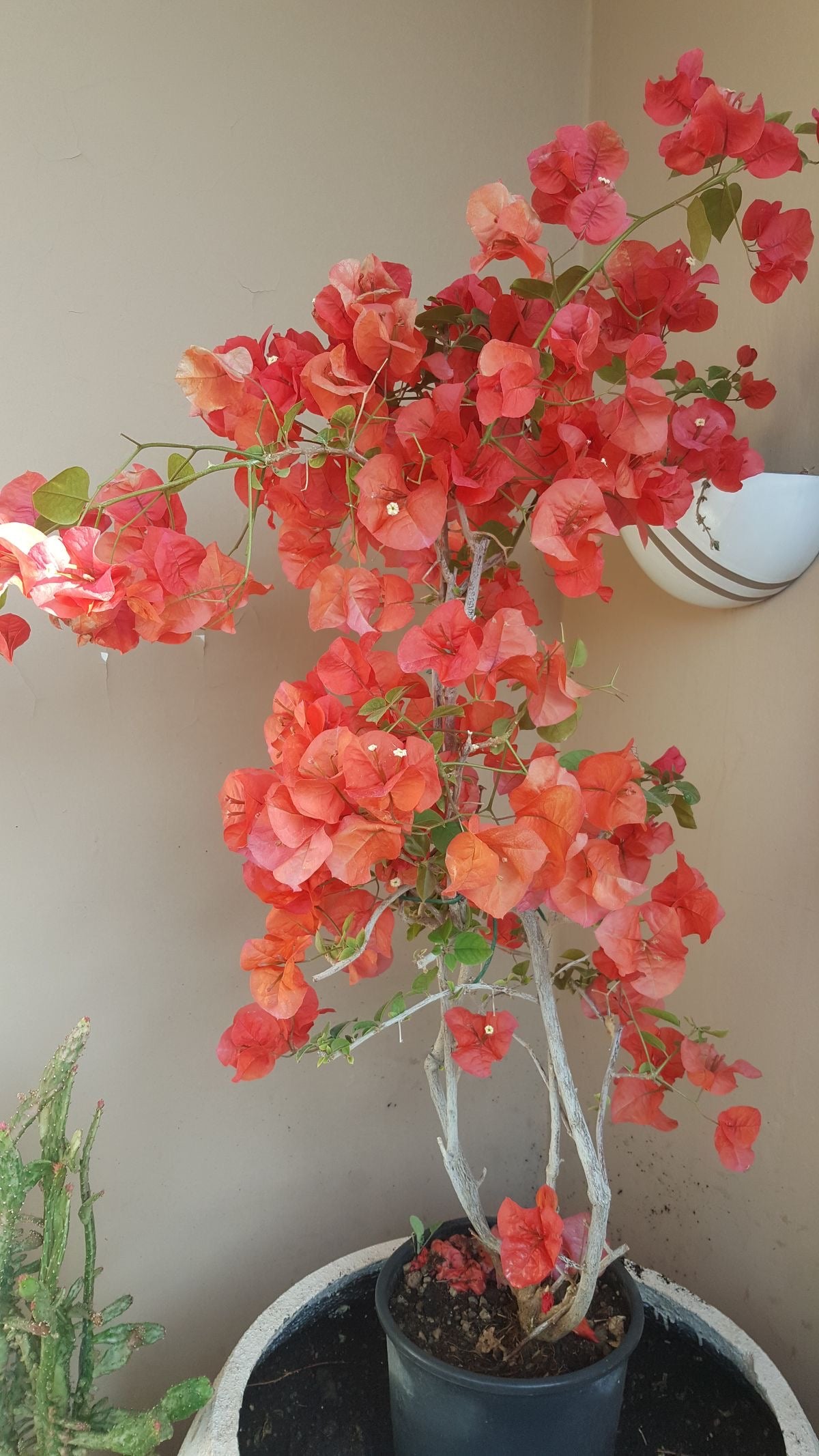 Potted plant with red and orange flowers against a plain wall