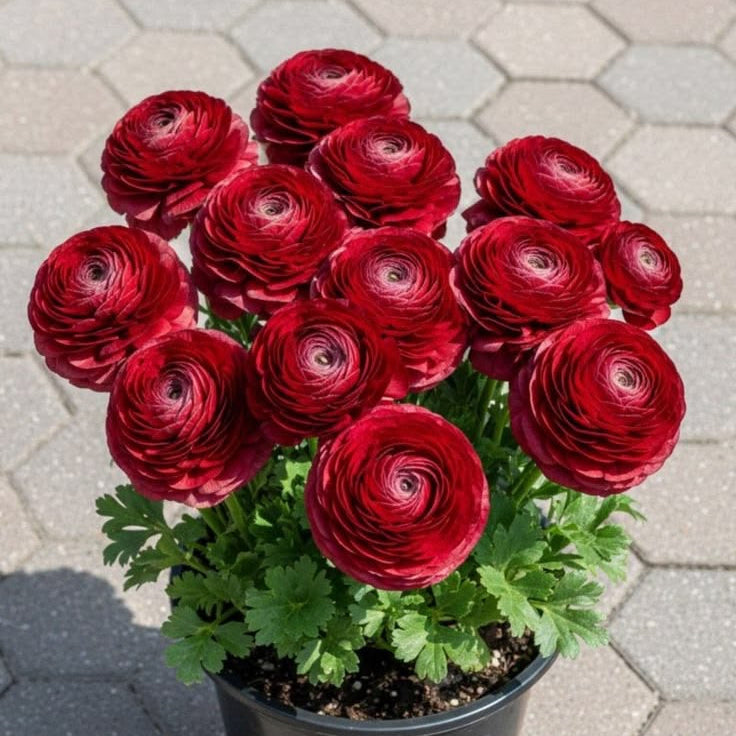 Potted plant with red flowers on a paved surface