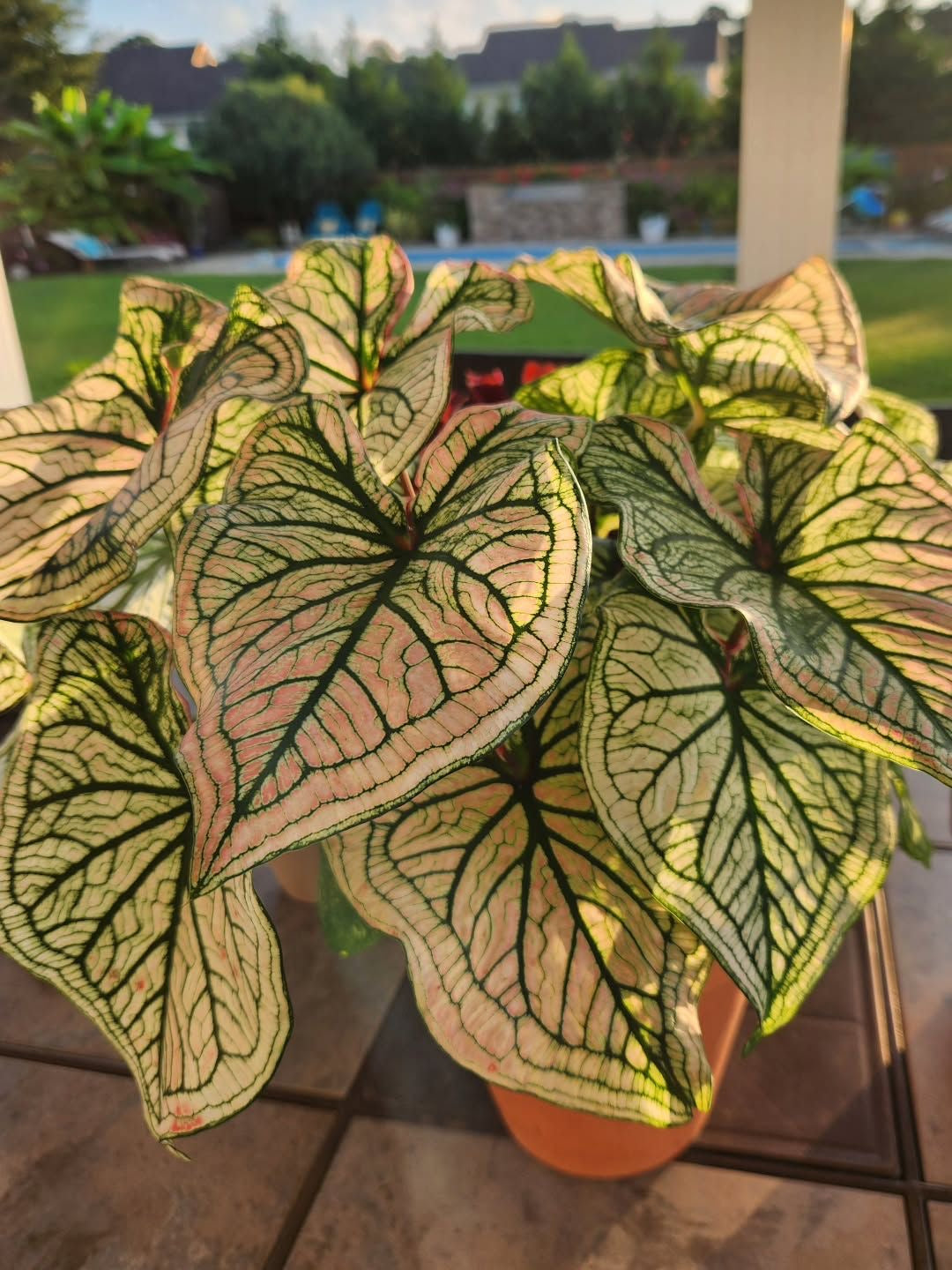 Potted plant with variegated leaves on a patio