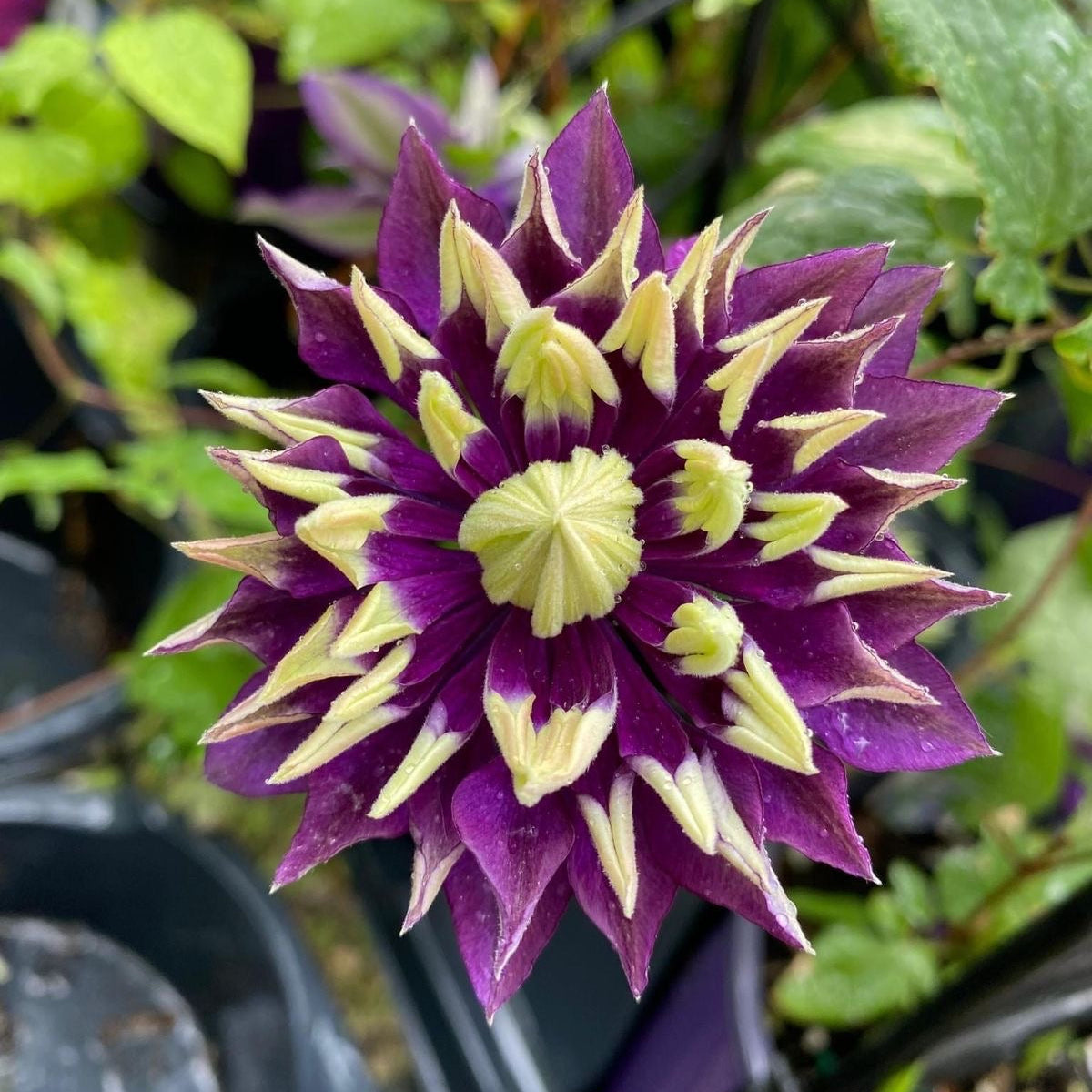 Purple and green flower with a blurred background