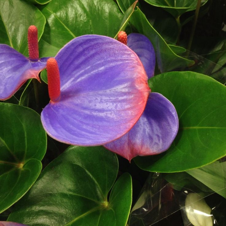 Purple and red flower with green leaves in the background