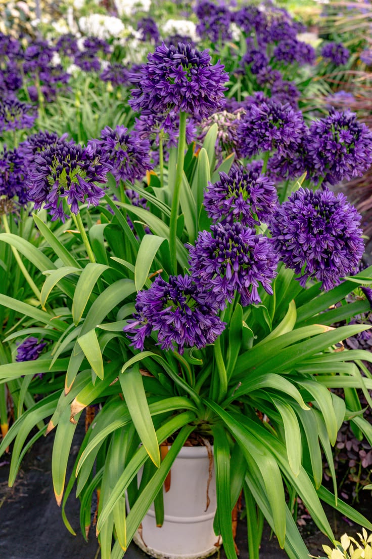 Purple flowers with green leaves in a garden setting