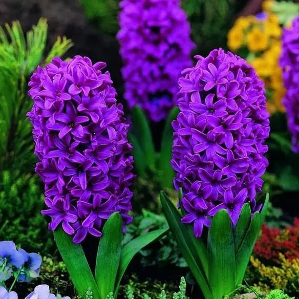 Purple hyacinth flowers in a garden setting with greenery and other colorful flowers.