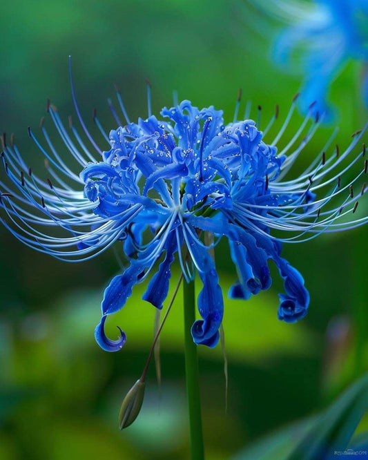  Lily Flower Bulbs Rare Blue Spider