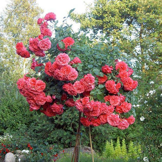 Imported Standing Rose Plant – Premium Flowering Rose (1 Pc)