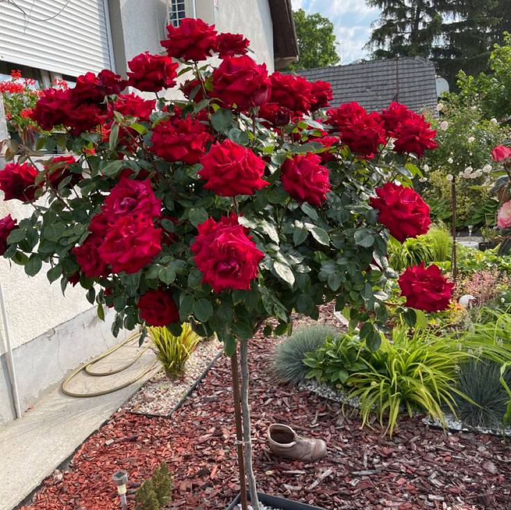 Standing Rose Buy Standing Rose Plant Online India | Premium Flower ...