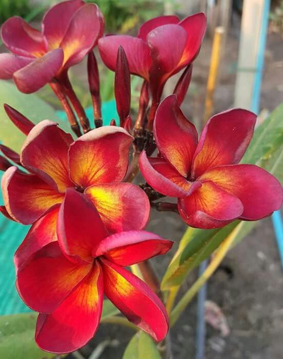 Red and orange frangipani flowers with green leaves.
