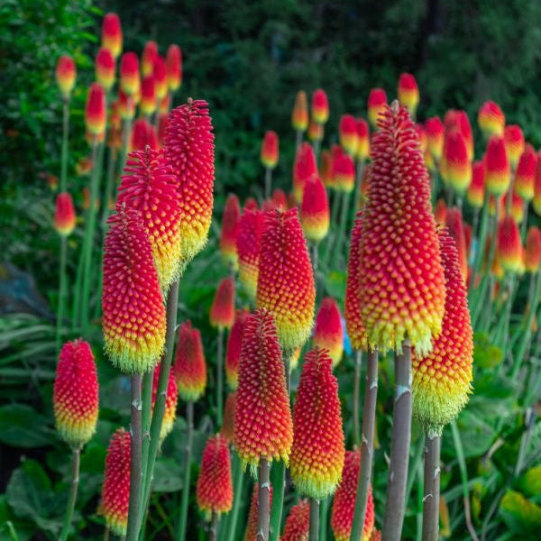 Red and yellow flower spikes in a garden setting