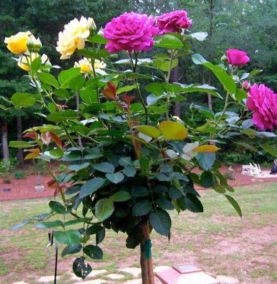 Standing Rose Buy Standing Rose Plant Online India | Premium Flower ...
