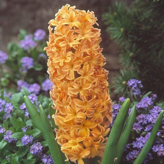 Tall cluster of orange flowers with green leaves and purple flowers in the background
