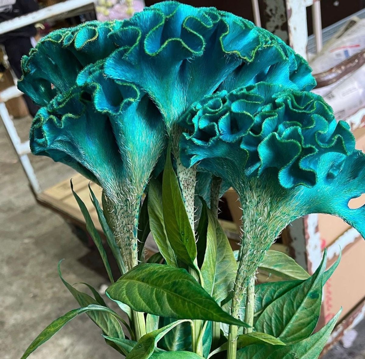 Teal flowers with green leaves in a blurred indoor setting