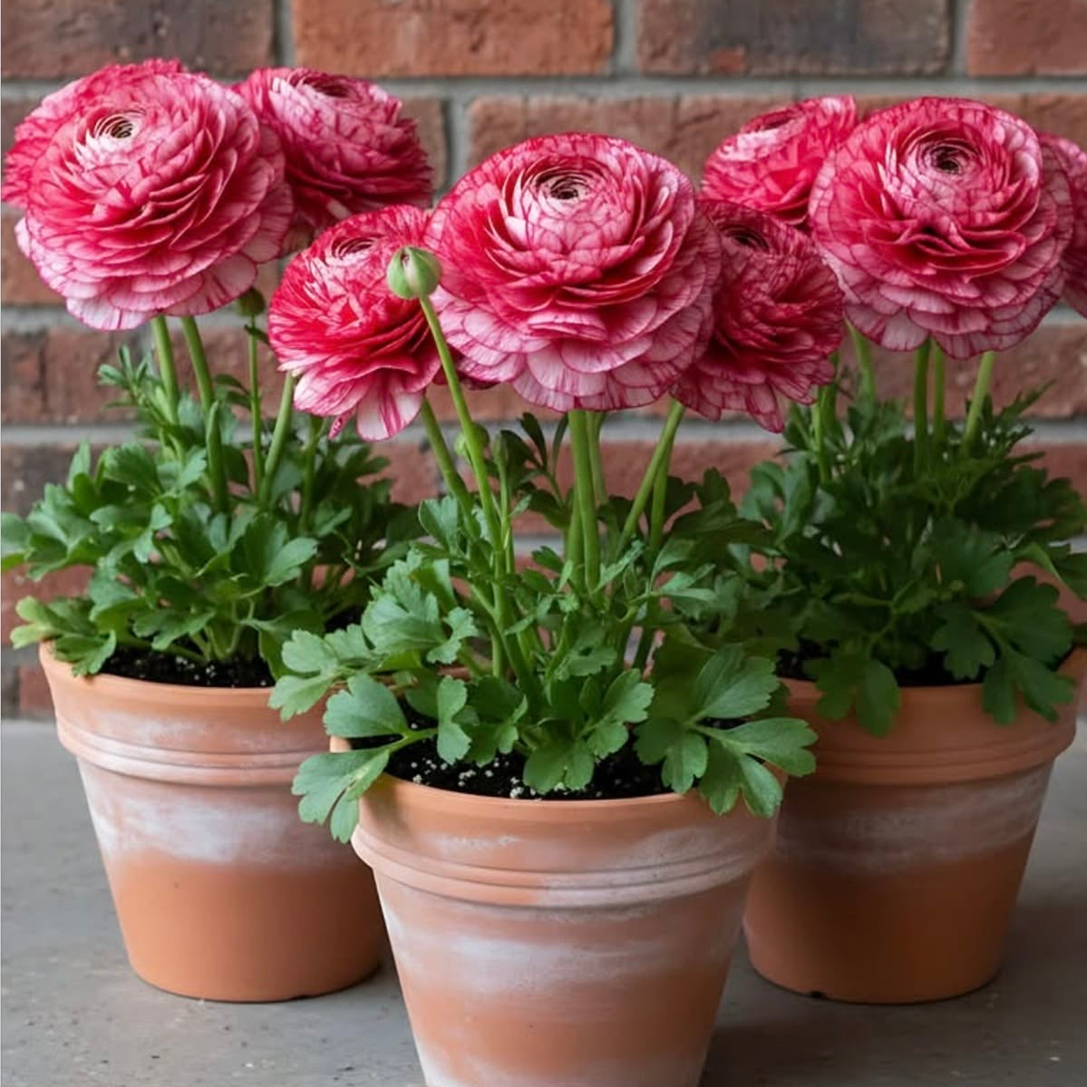 Three potted Ranunculus flower plants with pink flowers against a brick wall.
