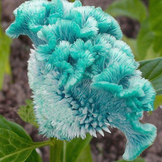 Turquoise fuzzy flower with green leaves in the background