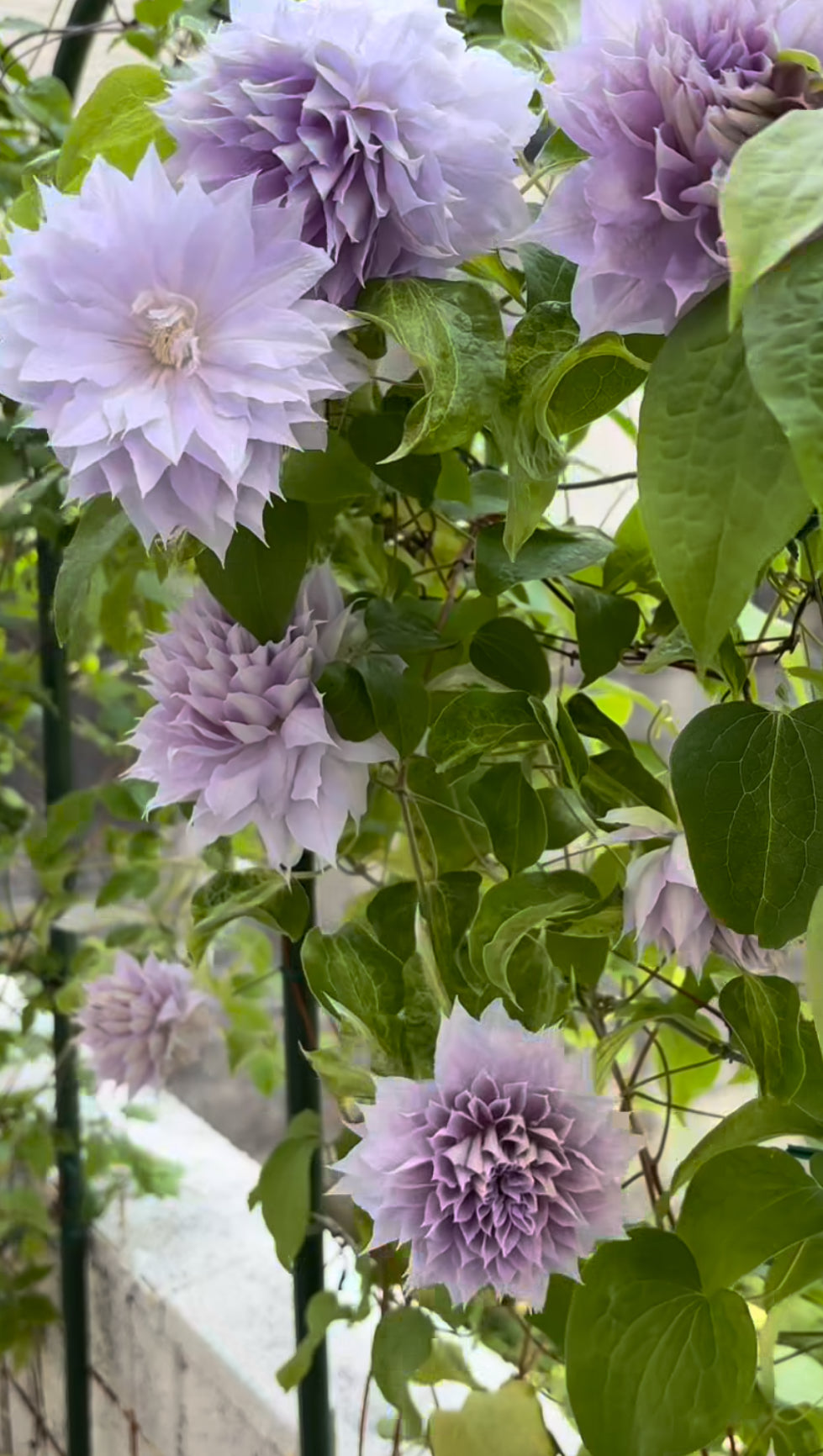 Vine with large purple flowers and green leaves