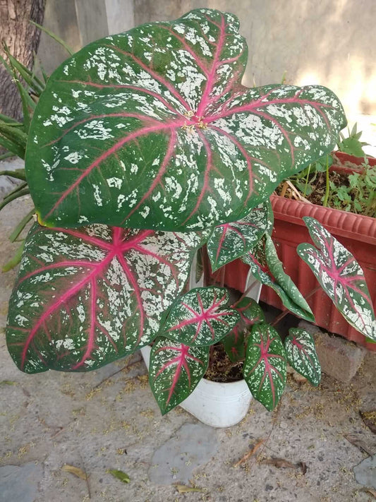 Caladium Indian Flower Bulbs Multicolour