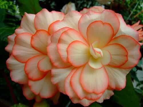 Begonia Double Imported Flower Bulbs (Orange/White)