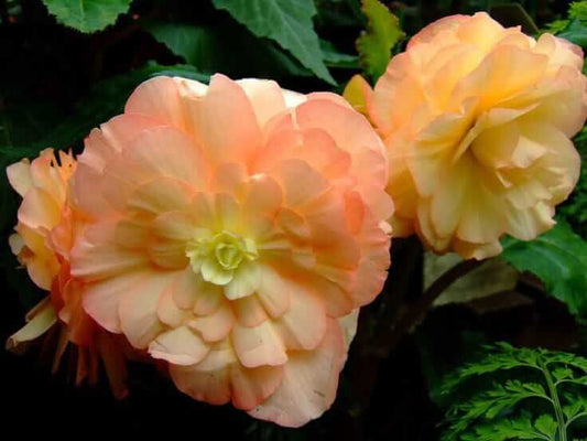 Begonia Double Imported Flower Bulbs (light Orange)