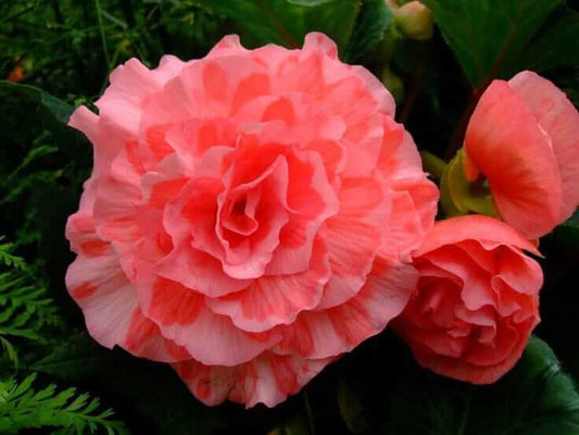 Begonia Double Imported Flower Bulbs (Pink /White)