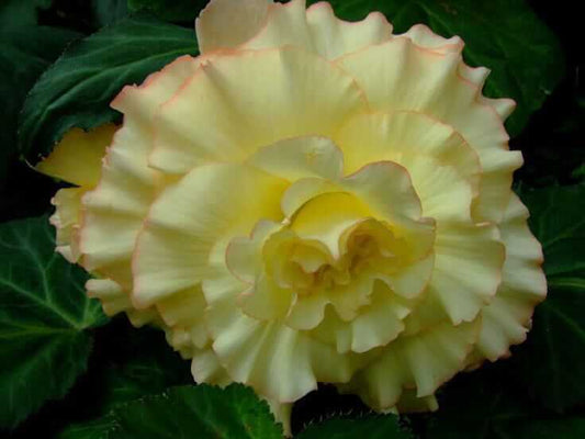 Begonia Double Imported Flower Bulbs (light Yellow)