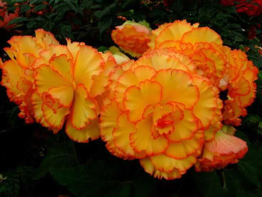 Begonia Double Imported Flower Bulbs (light Orange)