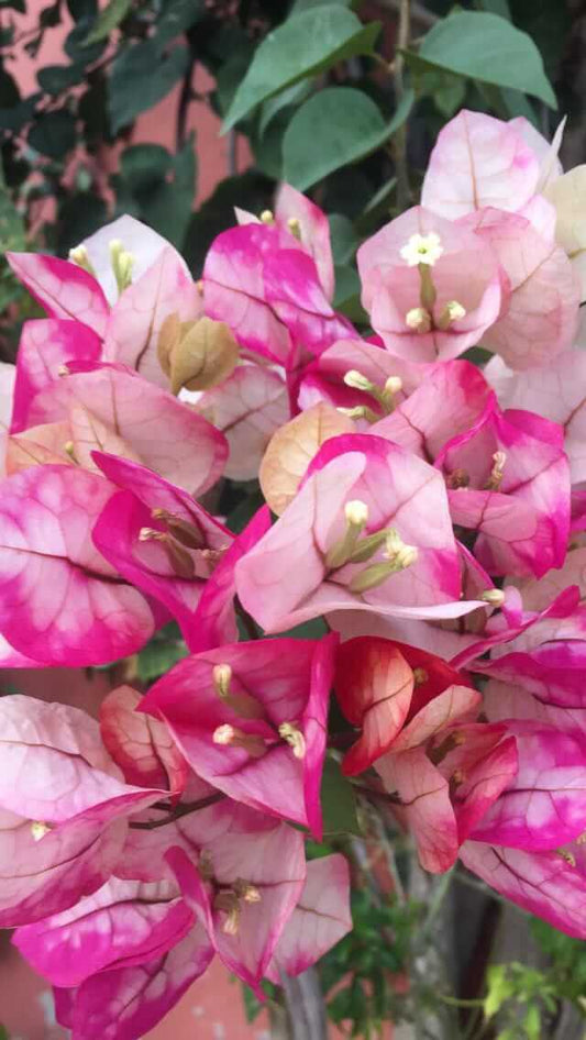 Bougainvillea Grafted Flower Plant For Home Gardening