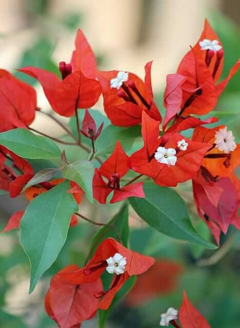 Bougainvillea Grafted Flower Plant For Home Gardening