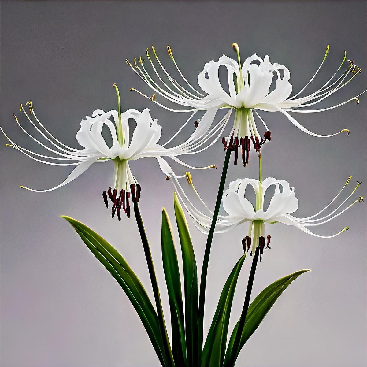 Three white spider lilies with long stamens on a gray background
