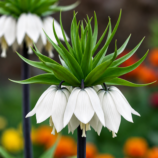White checkered flower with upright green leaves and hanging bell-shaped petals, photographed in a garden setting with blurred orange flowers in the background.
