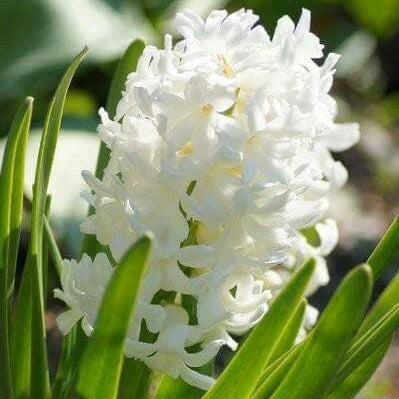 White flower with green leaves on a natural background