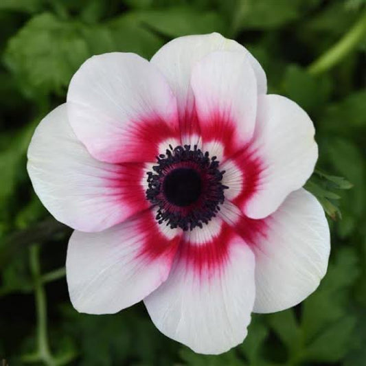 White flower with pink and red center on a blurred green background